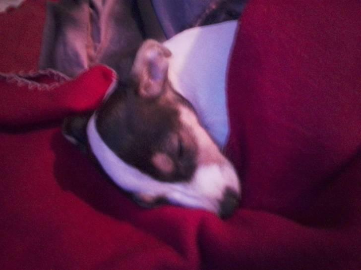 Dansk svensk gaardhund Bella billede 5