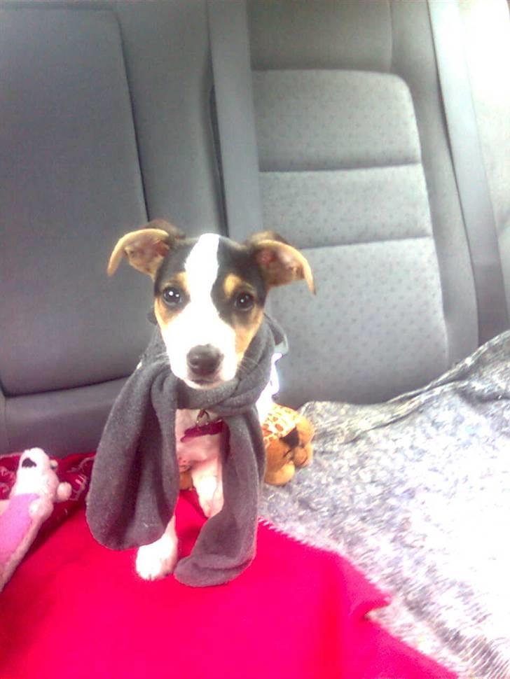 Dansk svensk gaardhund Bella billede 6