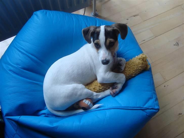 Dansk svensk gaardhund Bella billede 7