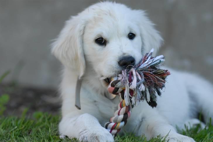 Golden retriever Freya billede 6