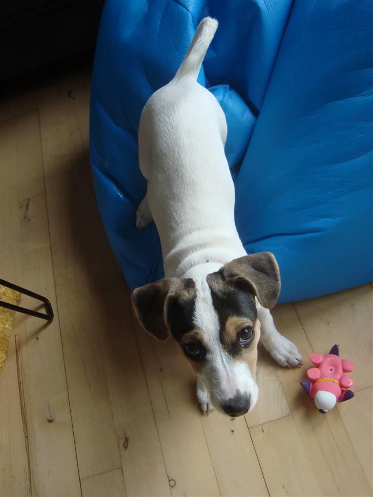 Dansk svensk gaardhund Bella billede 8