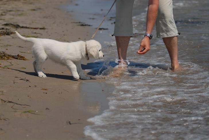 Golden retriever Freya billede 8