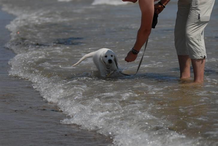 Golden retriever Freya billede 9