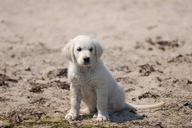 Golden retriever Freya billede 12