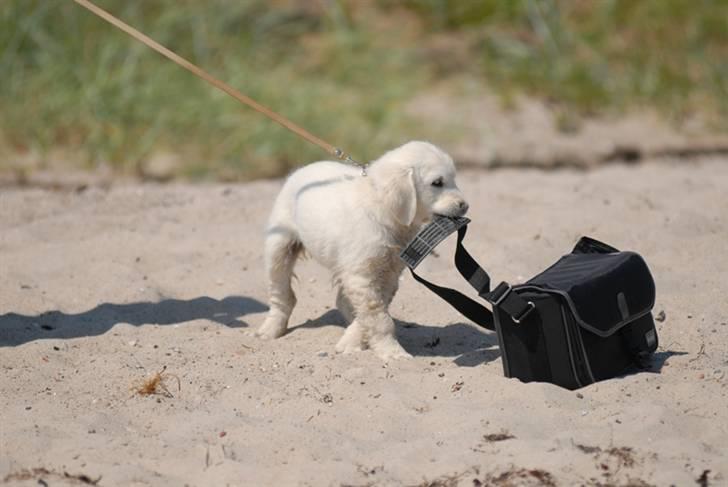 Golden retriever Freya billede 14