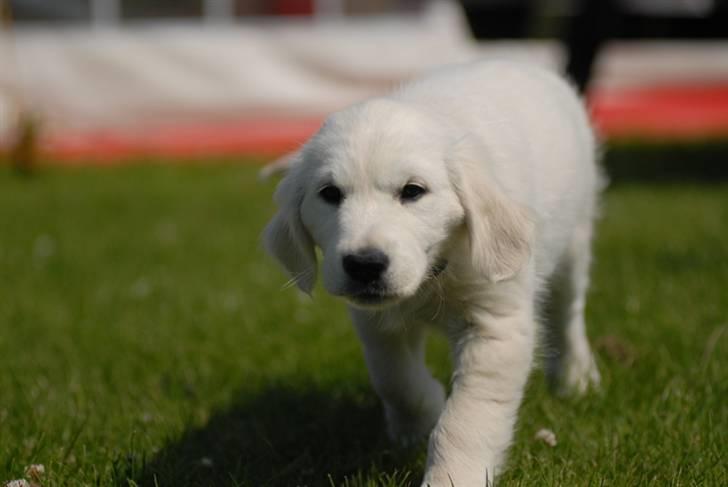 Golden retriever Freya billede 15