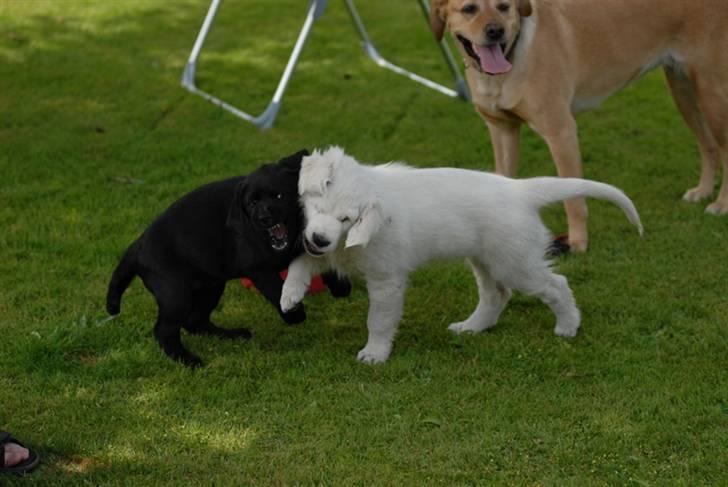 Golden retriever Freya billede 17