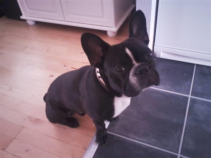 Fransk bulldog macho billede 19