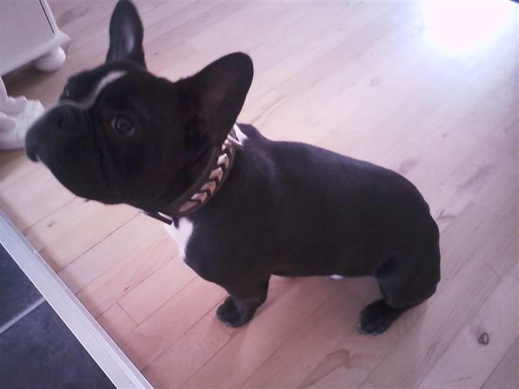 Fransk bulldog macho billede 20