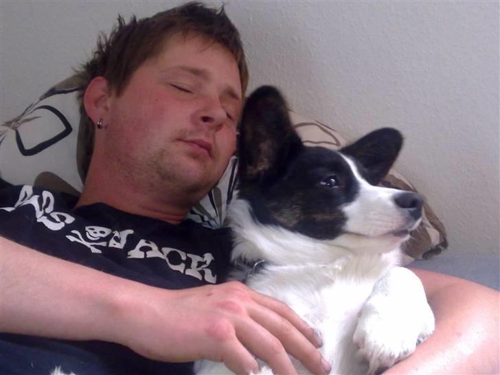 Welsh corgi cardigan Smarti`s Flying Flat Foot billede 15