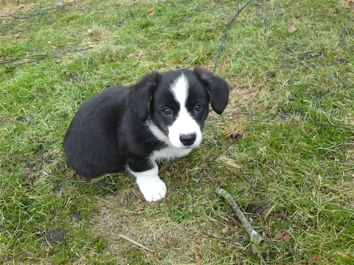 Welsh corgi cardigan Smarti`s Flying Flat Foot billede 16