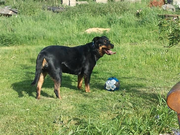 Rottweiler Fisker ( RIP) billede 11