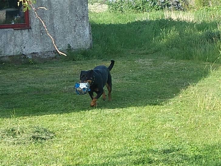 Rottweiler Fisker ( RIP) billede 12