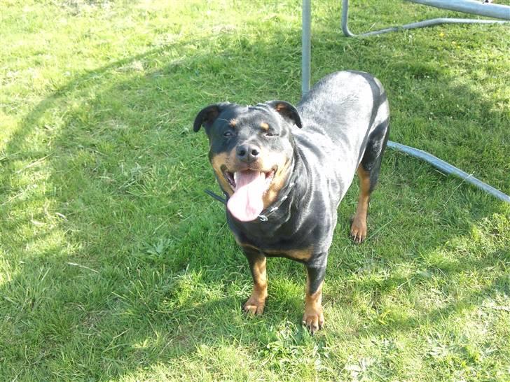 Rottweiler Fisker ( RIP) billede 13