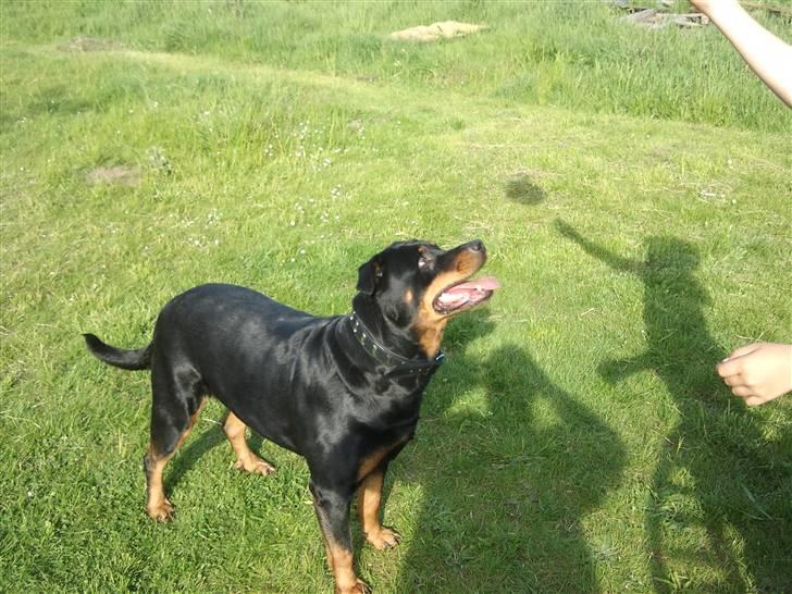 Rottweiler Fisker ( RIP) billede 14