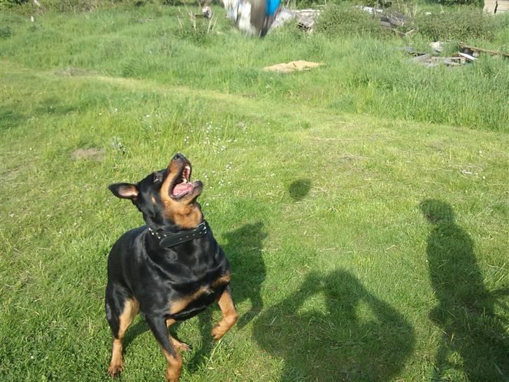 Rottweiler Fisker ( RIP) billede 16