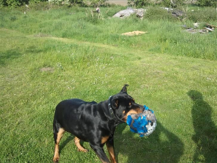 Rottweiler Fisker ( RIP) billede 17