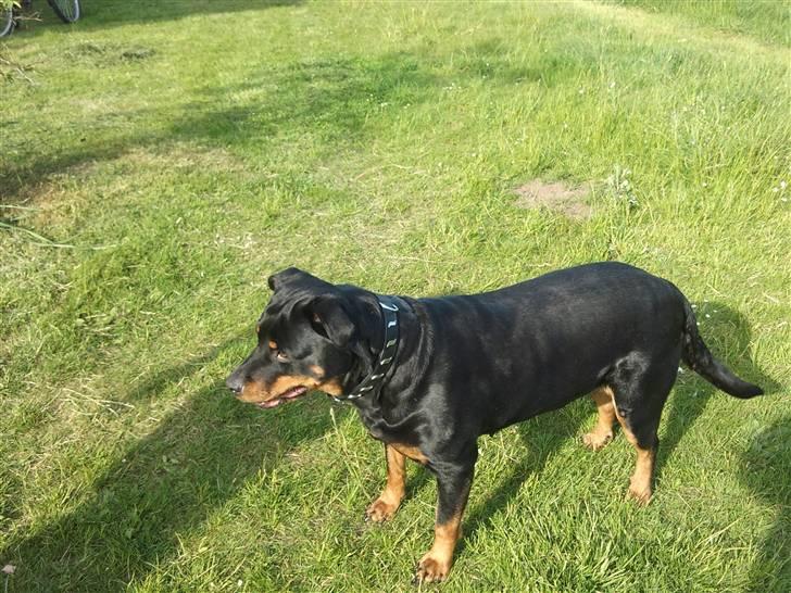 Rottweiler Fisker ( RIP) billede 18