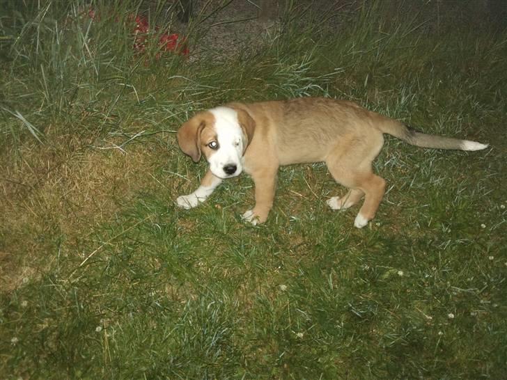 Blanding af racer Emmelie billede 6