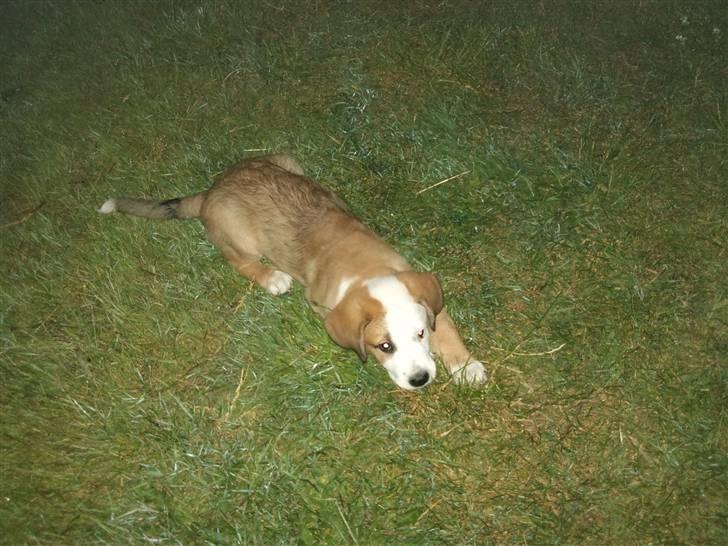 Blanding af racer Emmelie billede 7