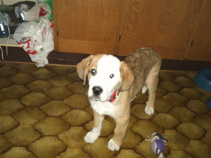 Blanding af racer Emmelie billede 8