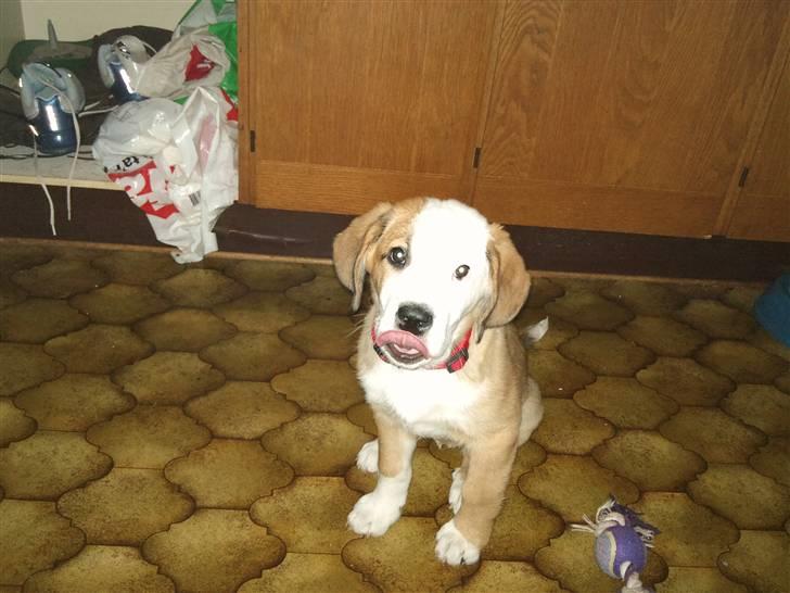 Blanding af racer Emmelie billede 9