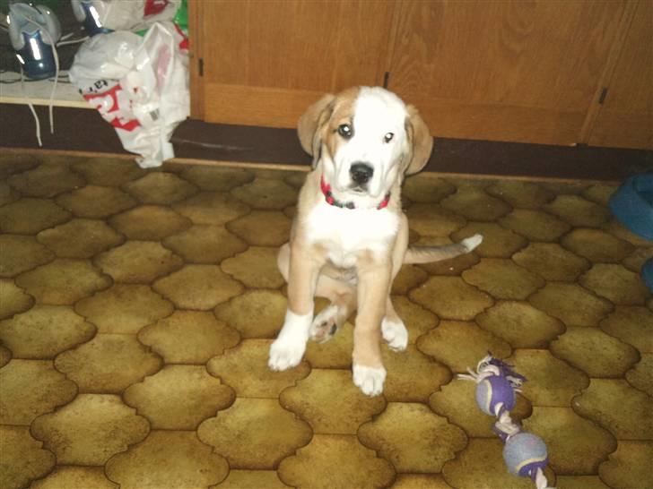 Blanding af racer Emmelie billede 10