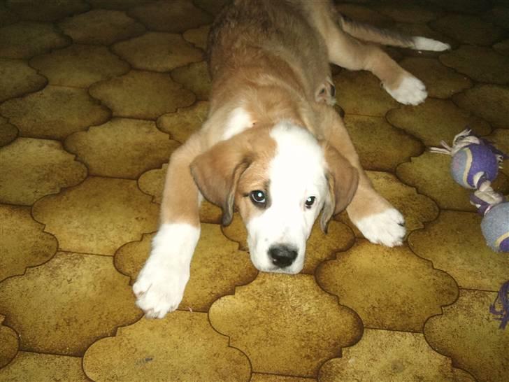 Blanding af racer Emmelie billede 11