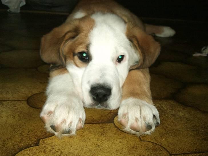 Blanding af racer Emmelie billede 12