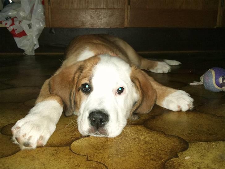 Blanding af racer Emmelie billede 13