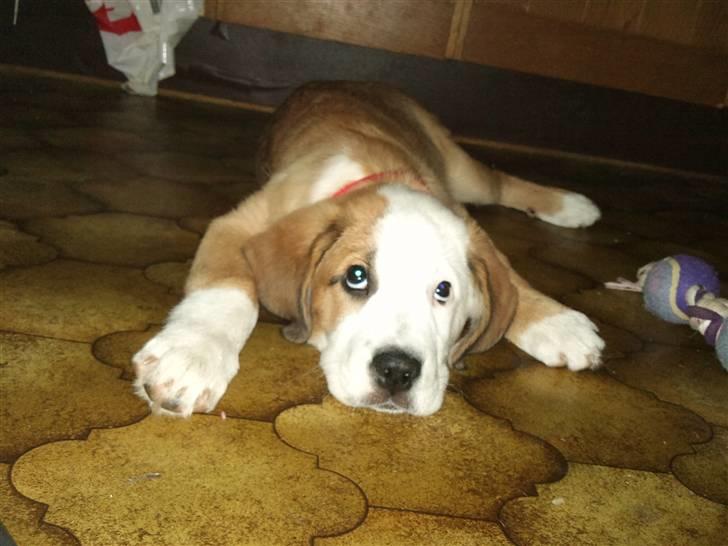 Blanding af racer Emmelie billede 14