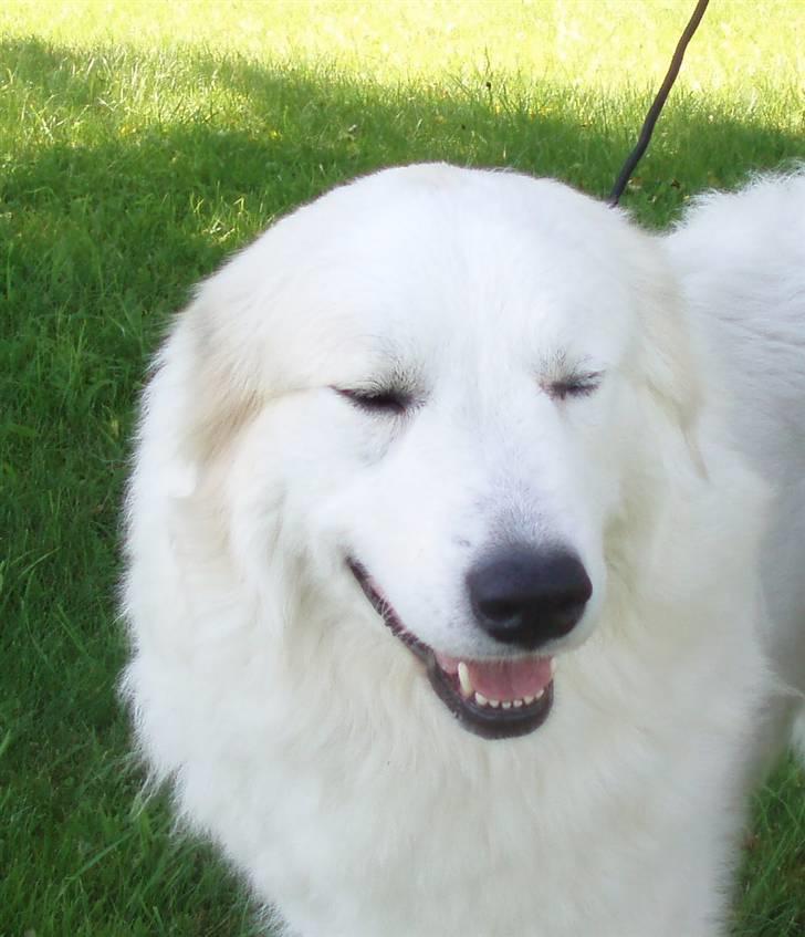 Pyreneerhund Celtia  - Celtia´s smukke hoved billede 1