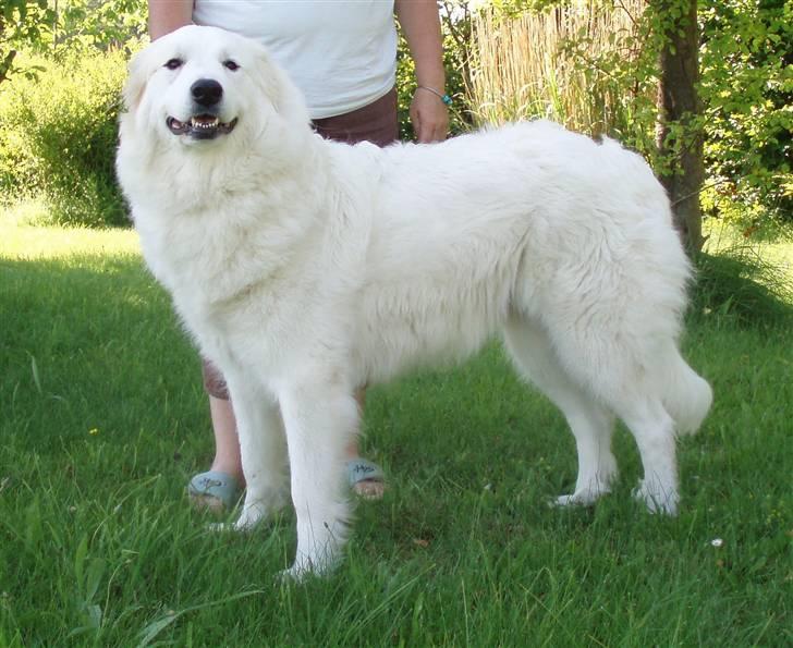 Pyreneerhund Celtia  - 3 år gammel  billede 2