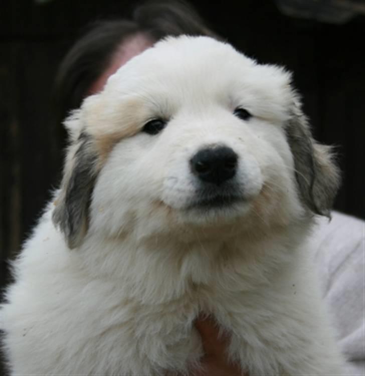 Pyreneerhund Celtia  - 8 uger gammel billede 3