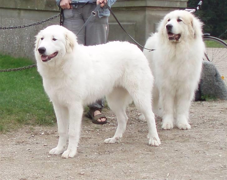 Pyreneerhund Celtia  - 7 mdr. - Med Esibelle i Dyrehaven billede 4