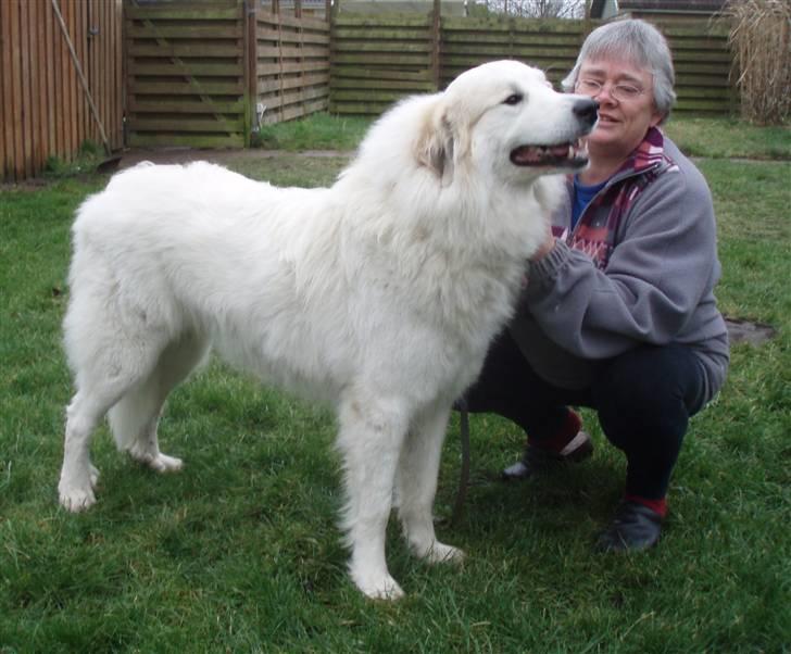 Pyreneerhund Celtia  - 2 år gammel billede 5