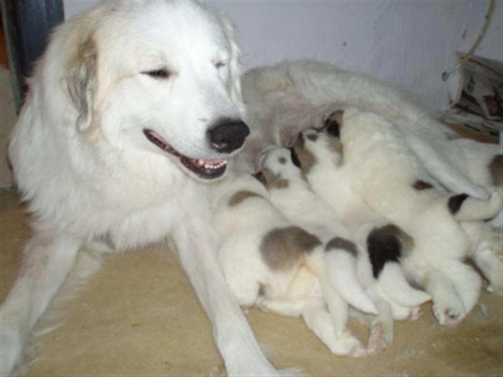 Pyreneerhund Celtia  - Hvalpene 3 uger gamle billede 6