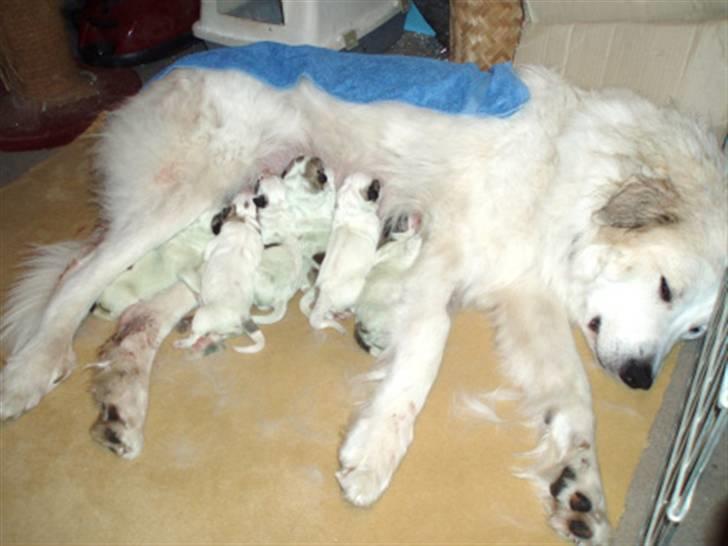 Pyreneerhund Celtia  - Celtia med sine hvalpe - 3 timer gamle billede 7