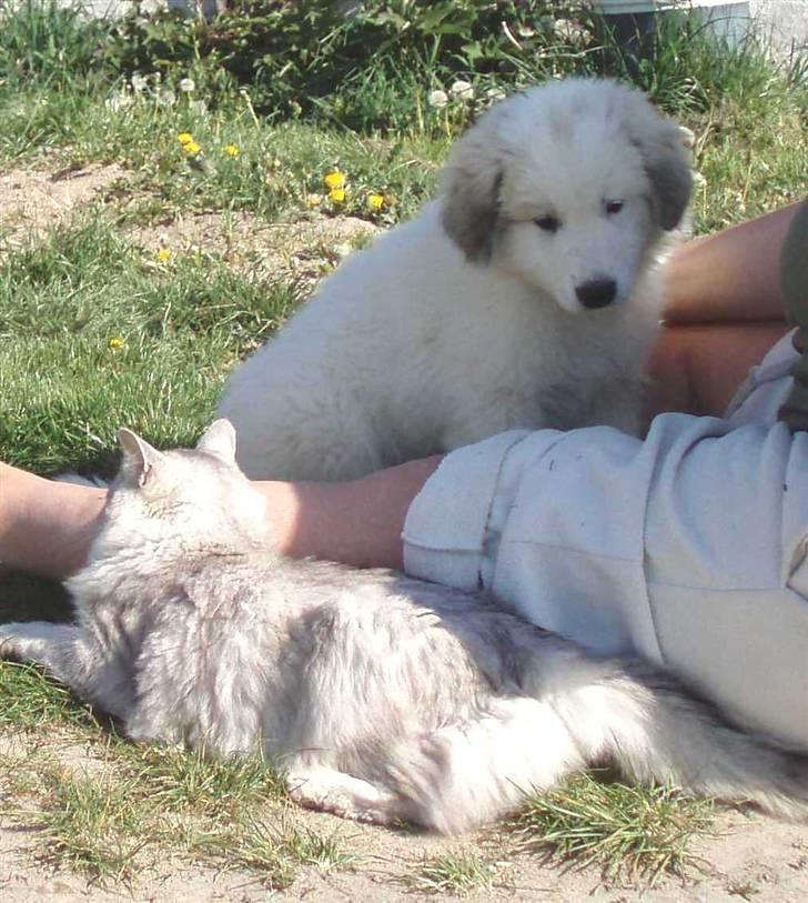 Pyreneerhund Celtia  - Lige ankomemt hjem fra Italien og møder en kat for første gang billede 8
