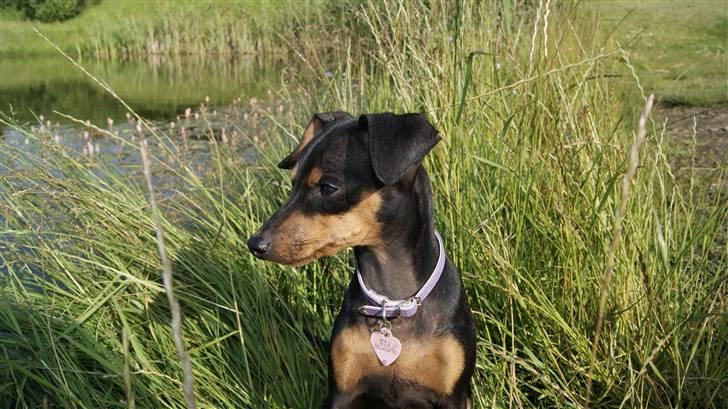 Prazsky krysarik Eta billede 9