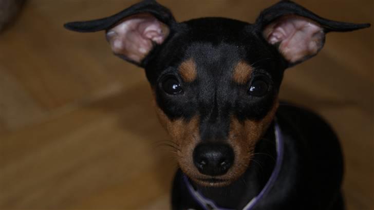 Prazsky krysarik Eta billede 10