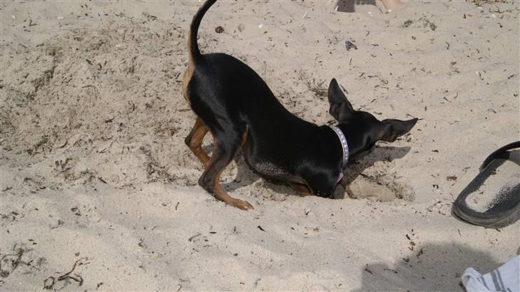 Prazsky krysarik Eta billede 11