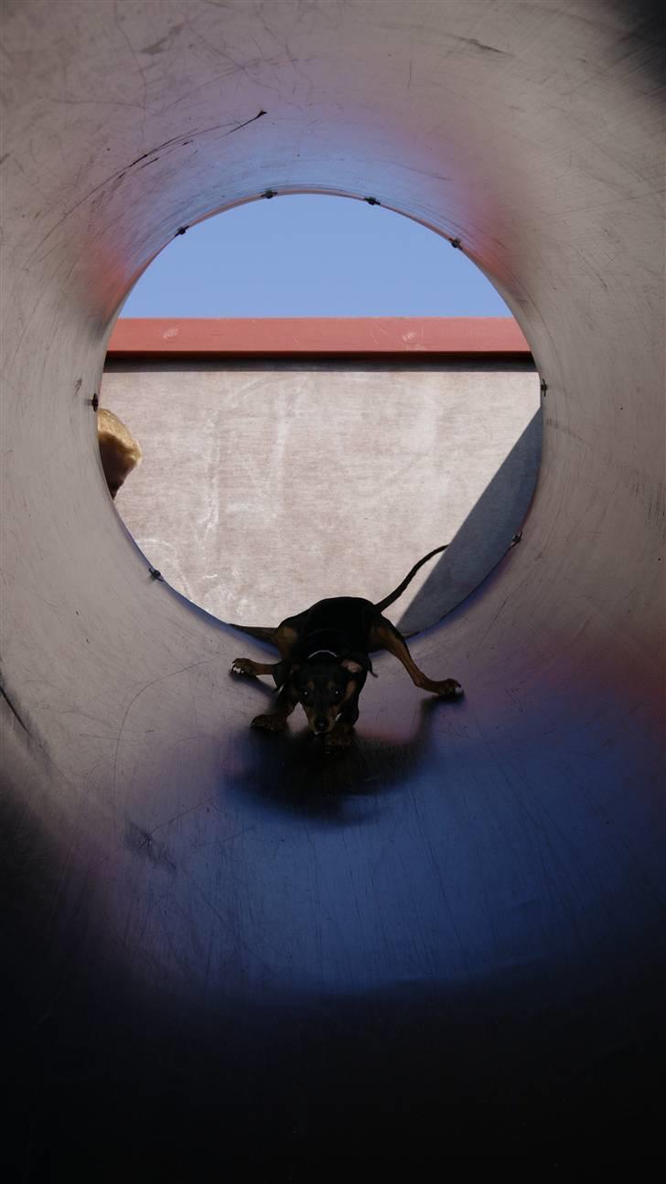 Prazsky krysarik Eta billede 12