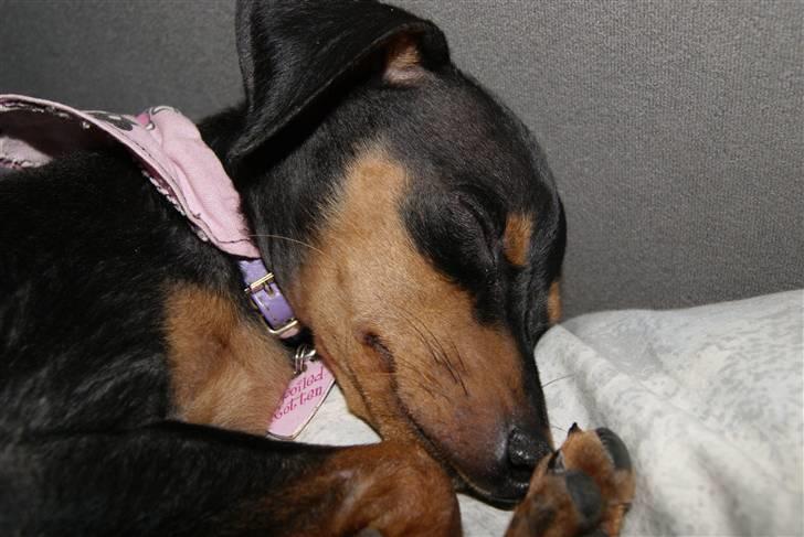 Prazsky krysarik Eta billede 13