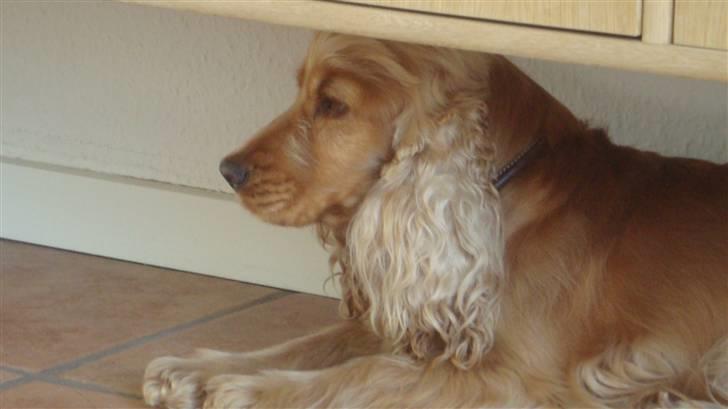 Cocker spaniel donna billede 9