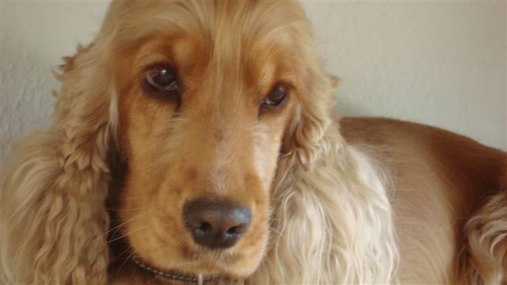 Cocker spaniel donna billede 10