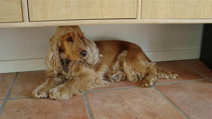 Cocker spaniel donna billede 11