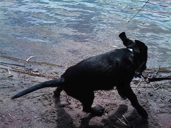 Blanding af racer Zeus billede 5