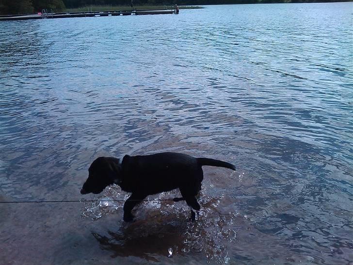 Blanding af racer Zeus billede 6