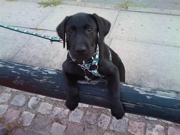 Blanding af racer Zeus billede 2